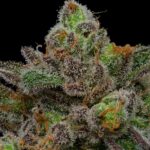 Store – gallery image 4