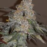 Store – gallery image 2