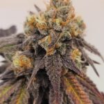 Store – gallery image 4