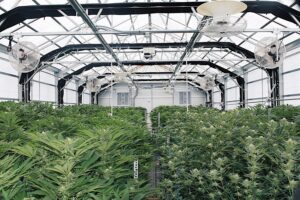 Cannabis Cured Medical Weed Dispensary Fairfield — Fairfield, ME