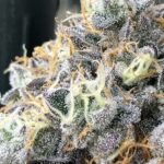 Store – gallery image 2