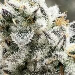 Store – gallery image 3