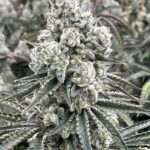 Store – gallery image 4