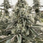 Store – gallery image 5