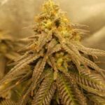 Store – gallery image 3