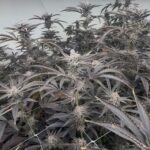 Store – gallery image 2