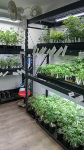 Cannabis Seed Bank Of Maine — Farmington, ME