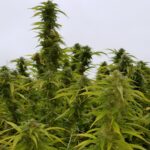 Store – gallery image 3