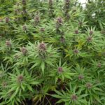 Store – gallery image 4