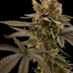 Store – gallery image 5