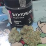 Store – gallery image 4