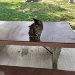 Store – gallery image 5