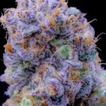 Store – gallery image 2