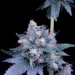 Store – gallery image 4