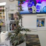 Store – gallery image 3