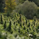 Store – gallery image 2