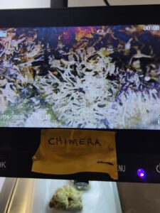 Fourtwenty911 — Denton, TX