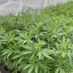 Store – gallery image 1