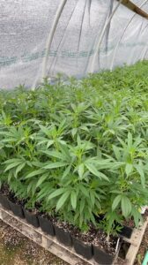 Tennessee Valley Cannabis – Wears Valley — Sevierville, TN