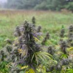 Store – gallery image 3