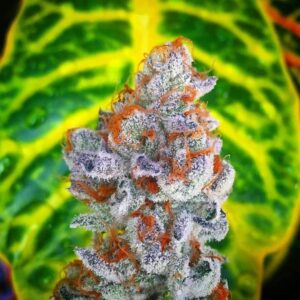 Osage Creek Dispensary — Eureka Springs, AR