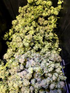 Chena Cannabis — North Pole, AK