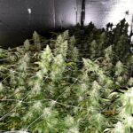 Store – gallery image 3