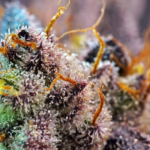 Store – gallery image 2