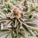 Store – gallery image 4