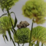 Store – gallery image 4