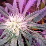 Store – gallery image 4