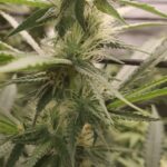 Store – gallery image 4