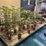 Store – gallery image 3