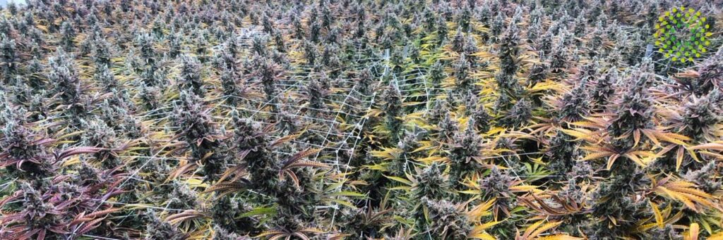 Store – main photo