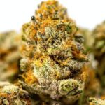 Store – gallery image 3