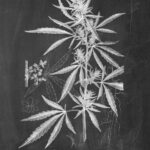 Store – gallery image 5