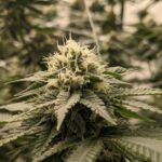 Store – gallery image 5