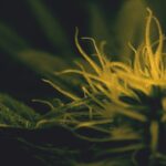 Store – gallery image 2