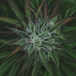 Store – gallery image 2