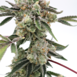 Store – gallery image 5