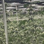 Store – gallery image 4