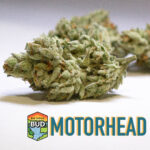 Store – gallery image 1