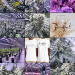 Store – gallery image 1