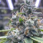 Store – gallery image 3