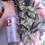 Store – gallery image 5