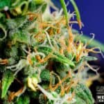 Store – gallery image 4