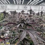 Store – gallery image 3