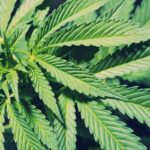 Store – gallery image 2