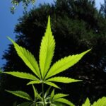 Store – gallery image 4