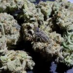 Store – gallery image 5